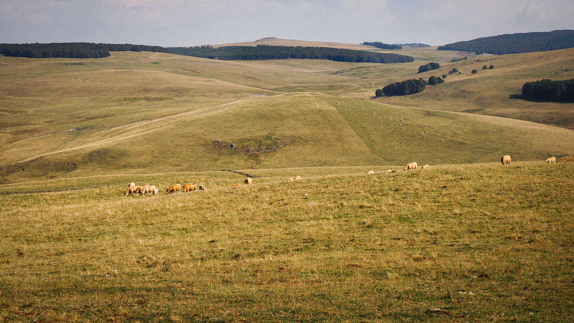 un grand alpage jaune et des troupeaux en Aubrac