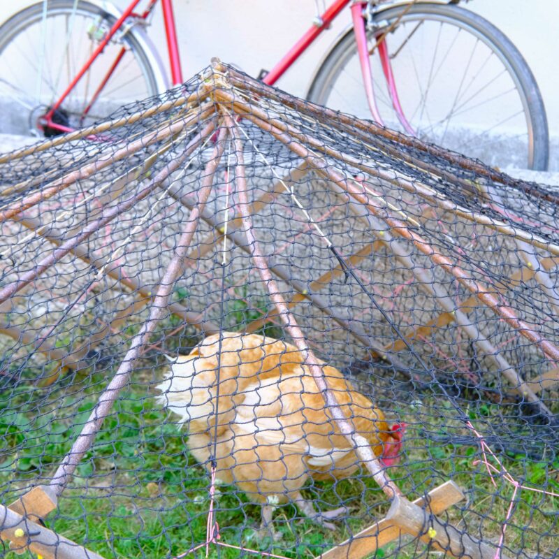 Chépa, la poule compagnone de route de Félix