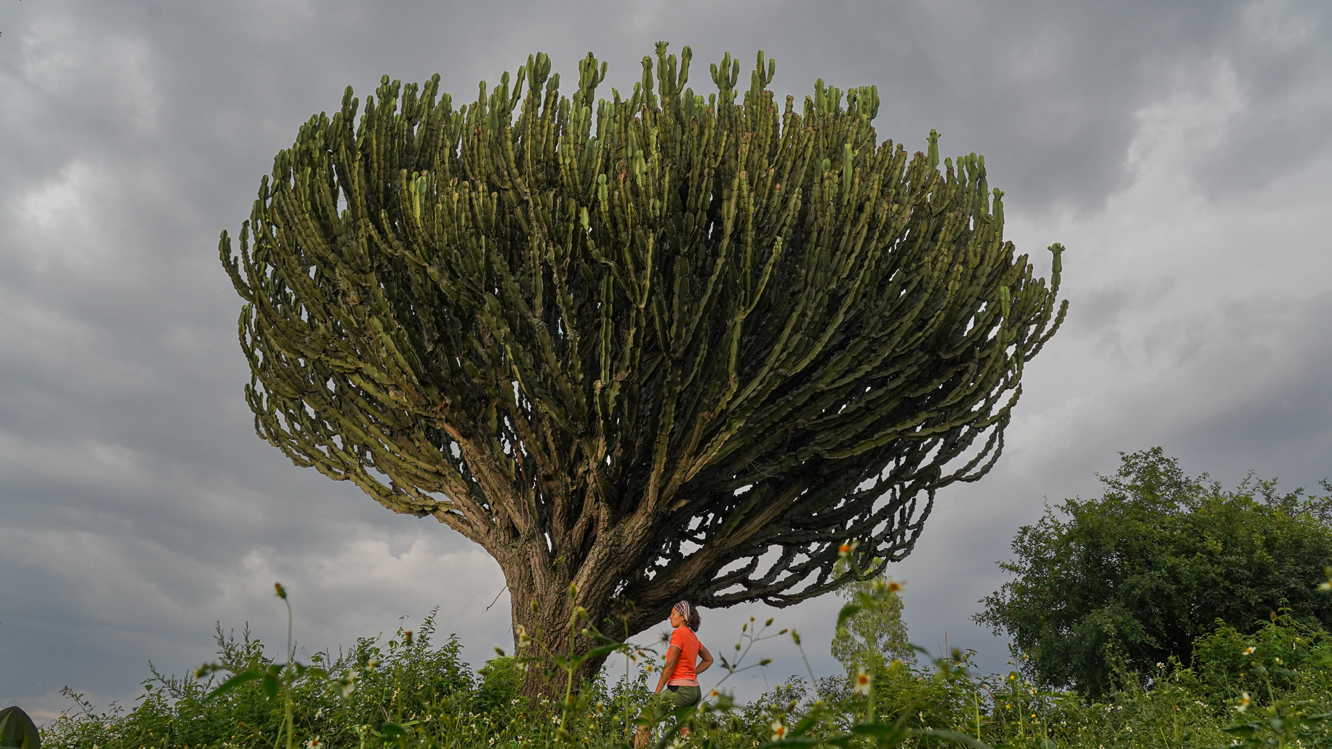 Sur les rives du lac Kivu, un cactus géant