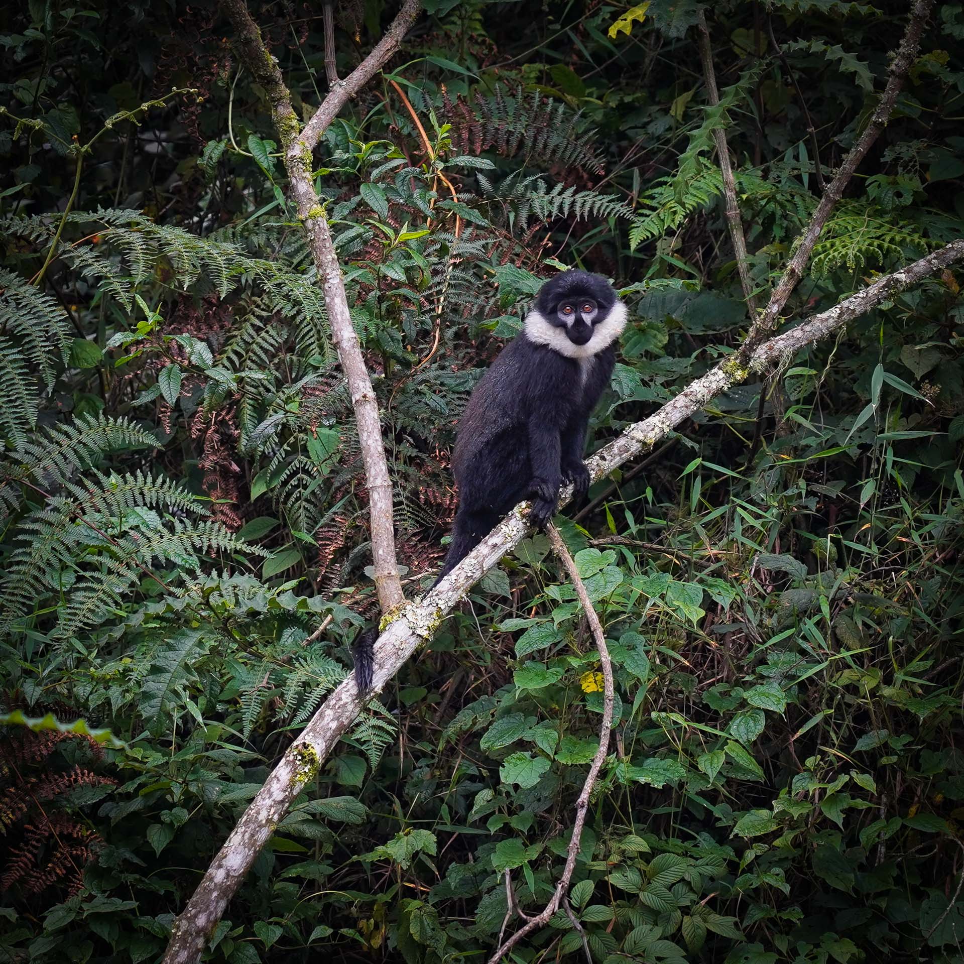 Un singe collobe dans la forêt de Nyungwé