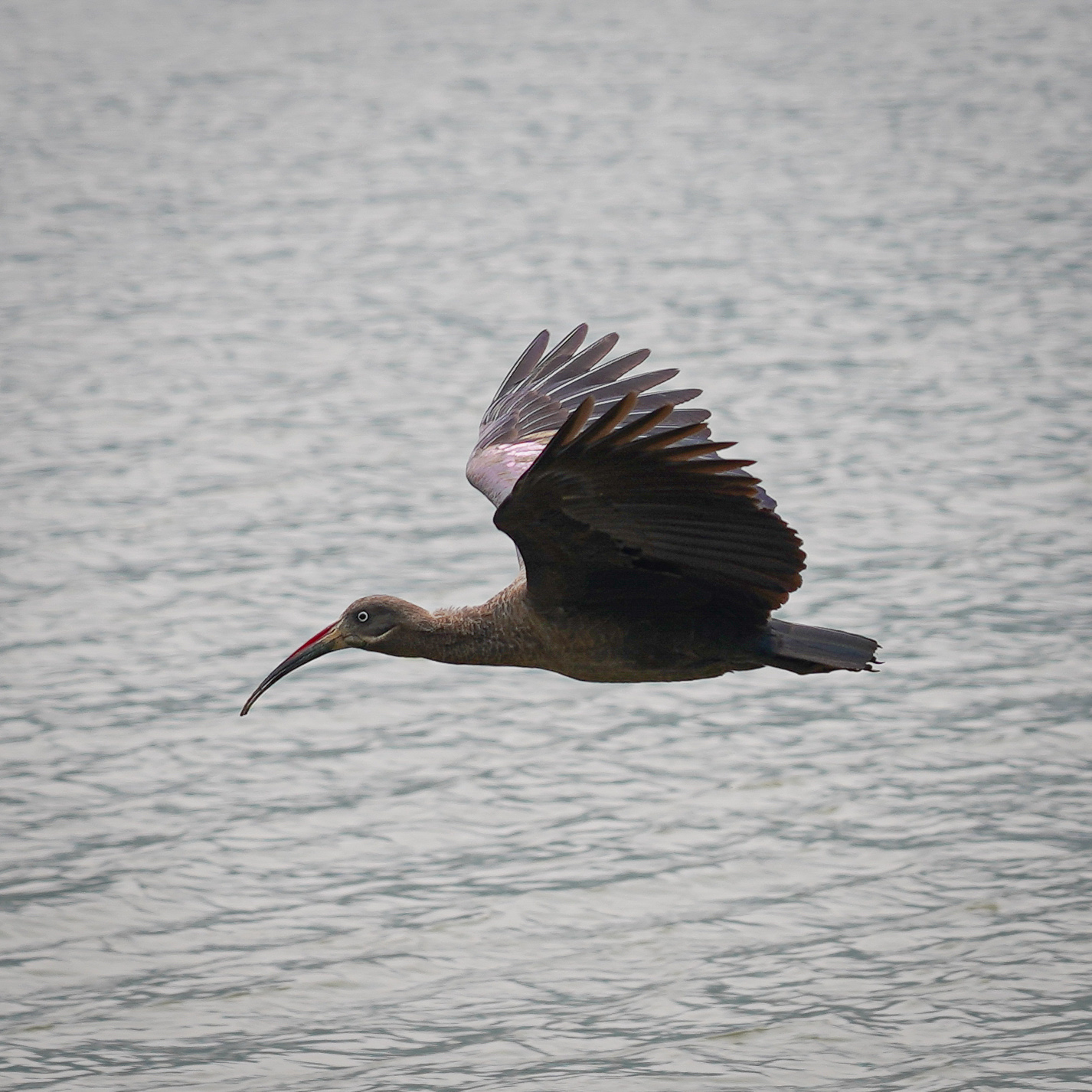 Ibis hagedash au Rwanda, Ruhondo Lake