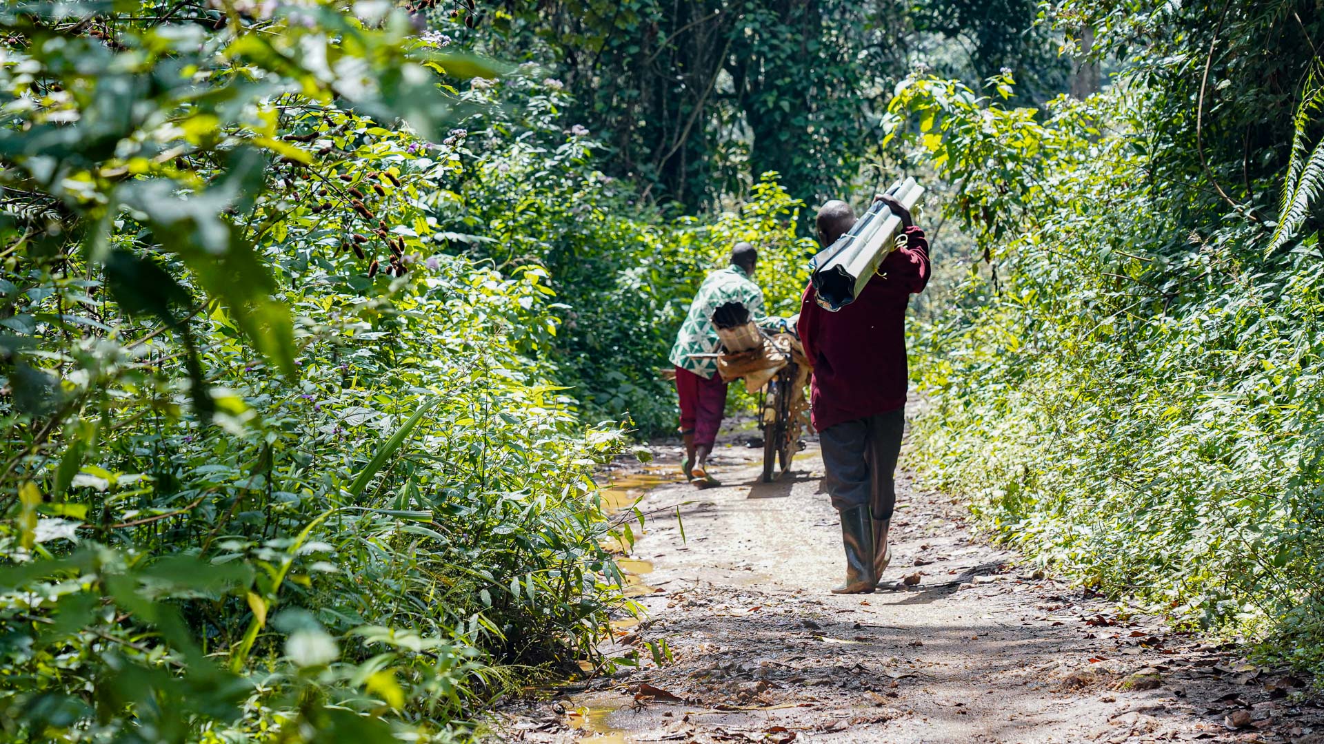 Rwanda, chemin dans la forêt de Nyungwé