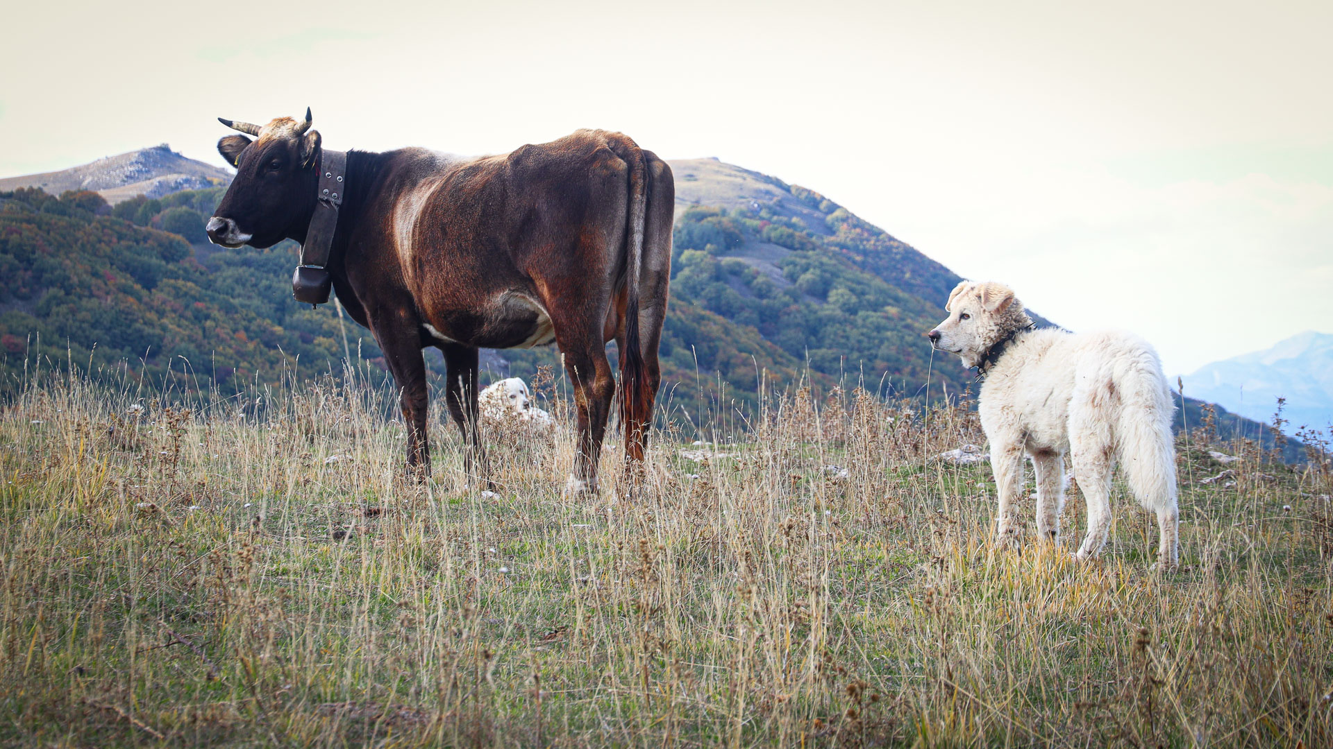 chien Maremme Abruzzes gardant un troupeau de vaches