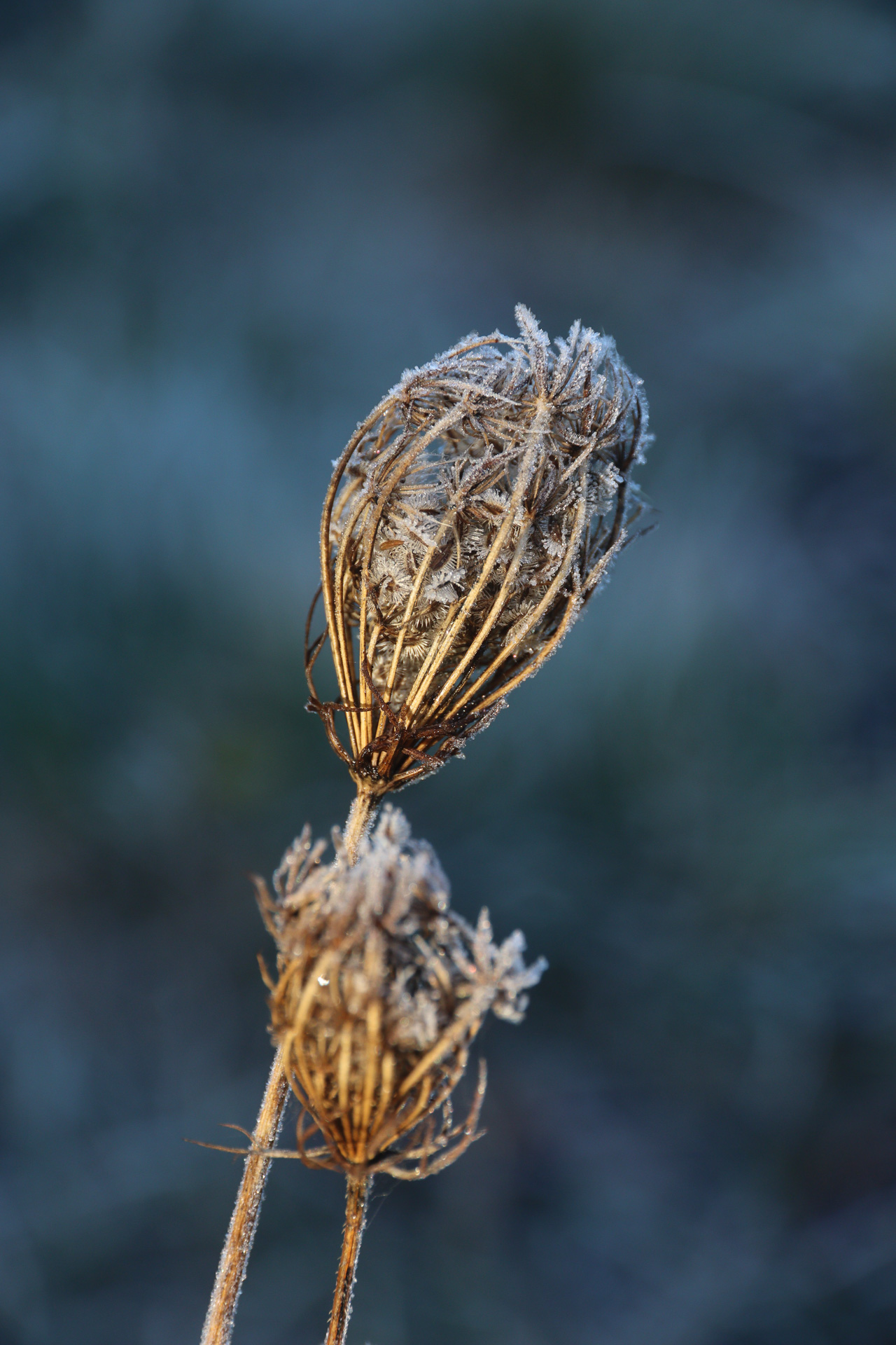 givre sur une plante