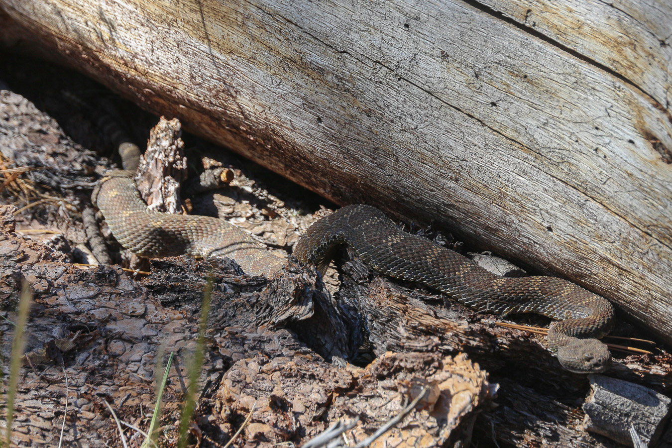 serpent à sonnette en Californie