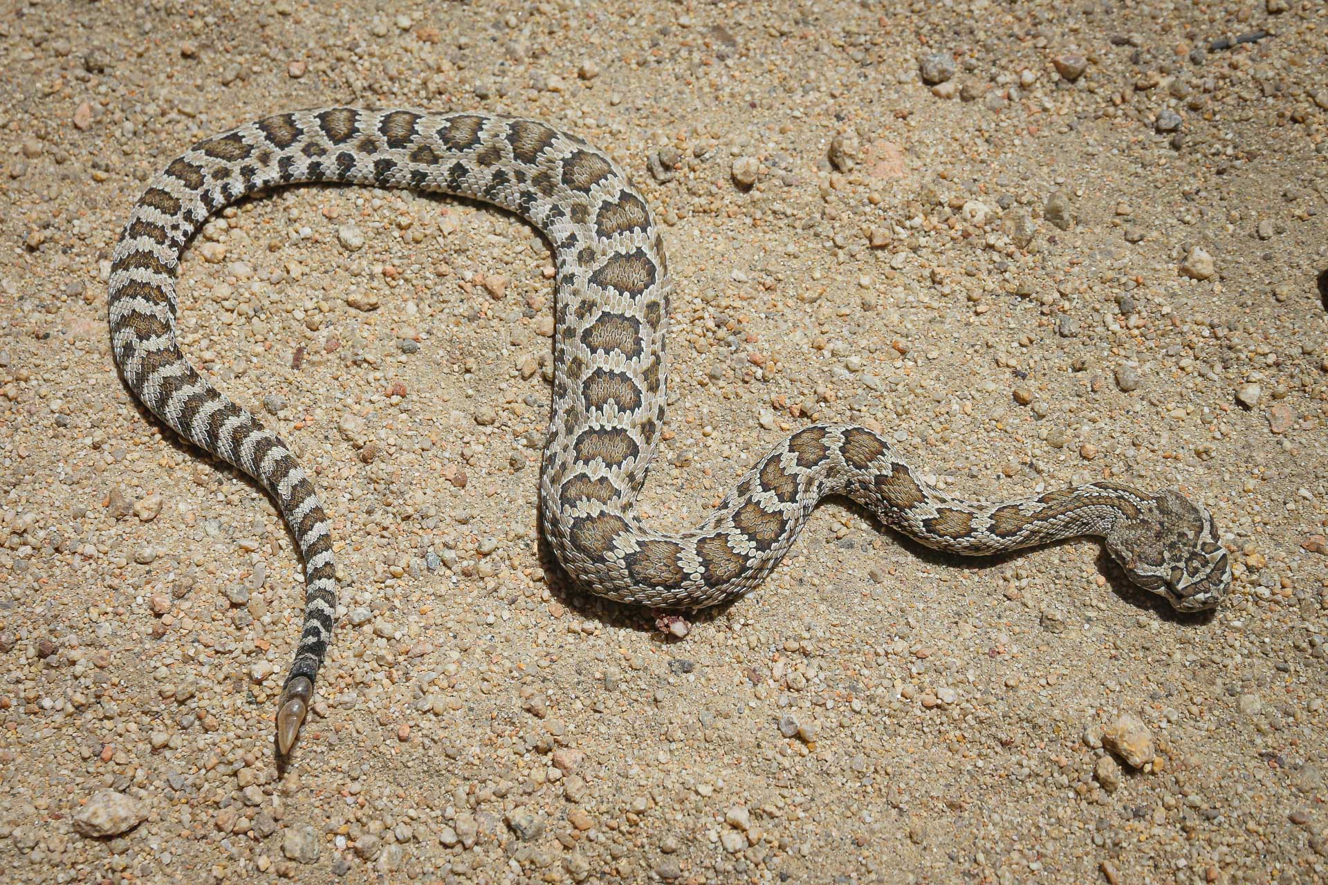 serpent à sonnette en Californie