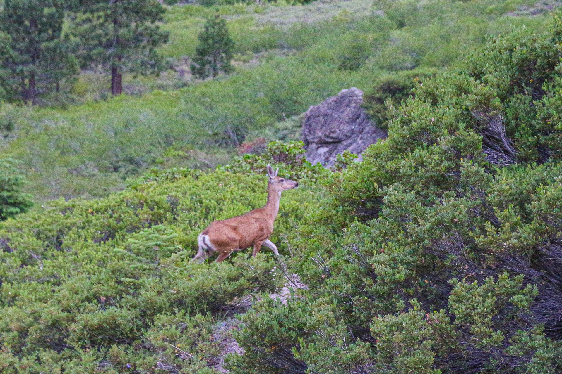 Une biche dans la Sierre Nevada en Californie