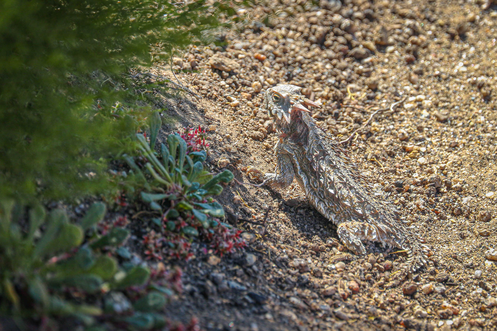 Lézard en Californie