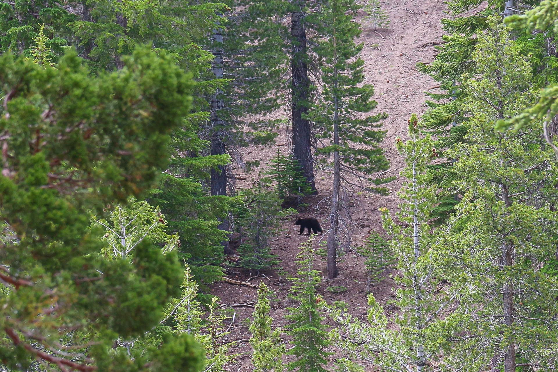 Petit ours dans une forêt de la Sierra Nevada