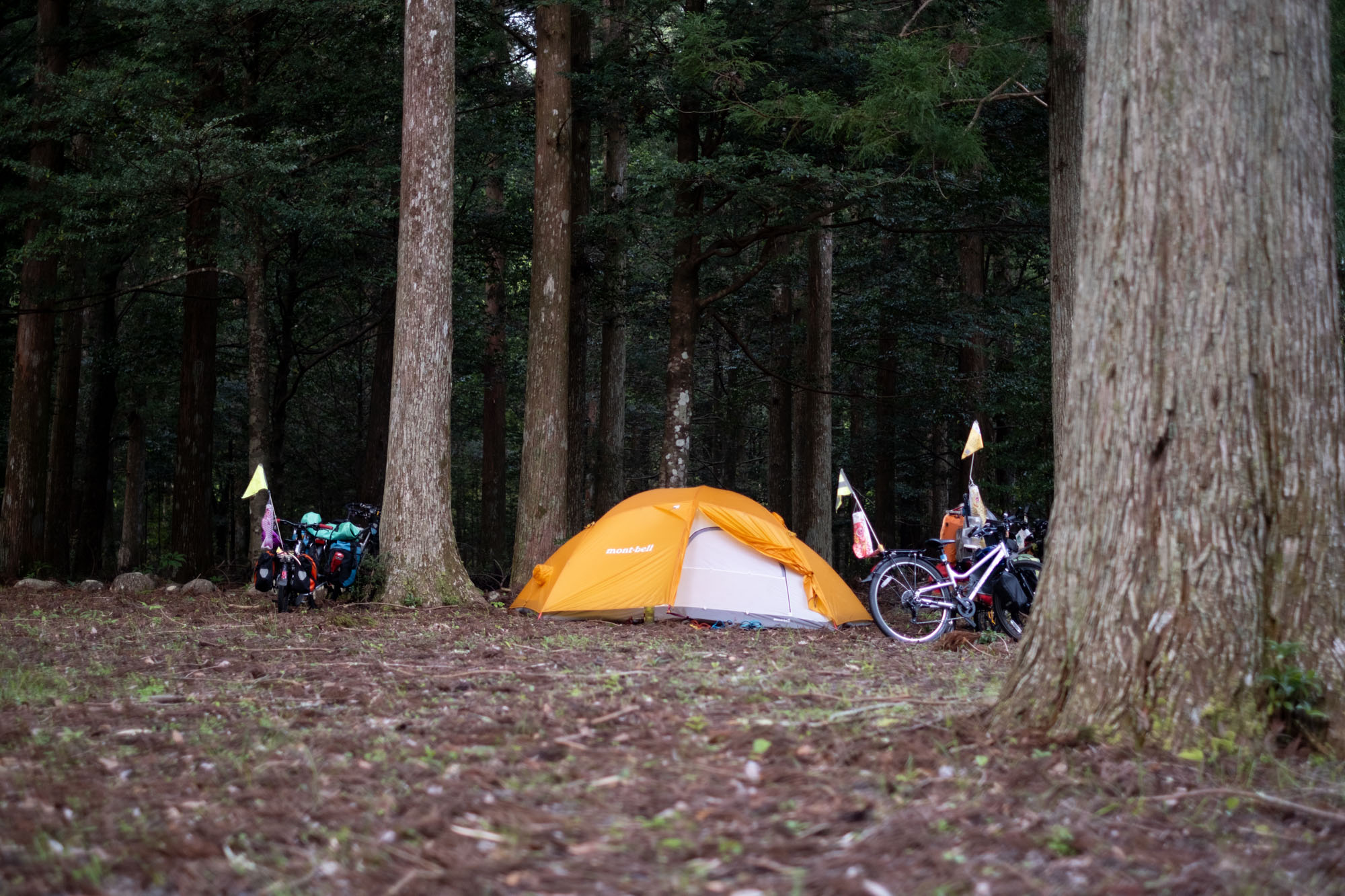 Bivouac dans la forêt au Japon © Xavier Pasche