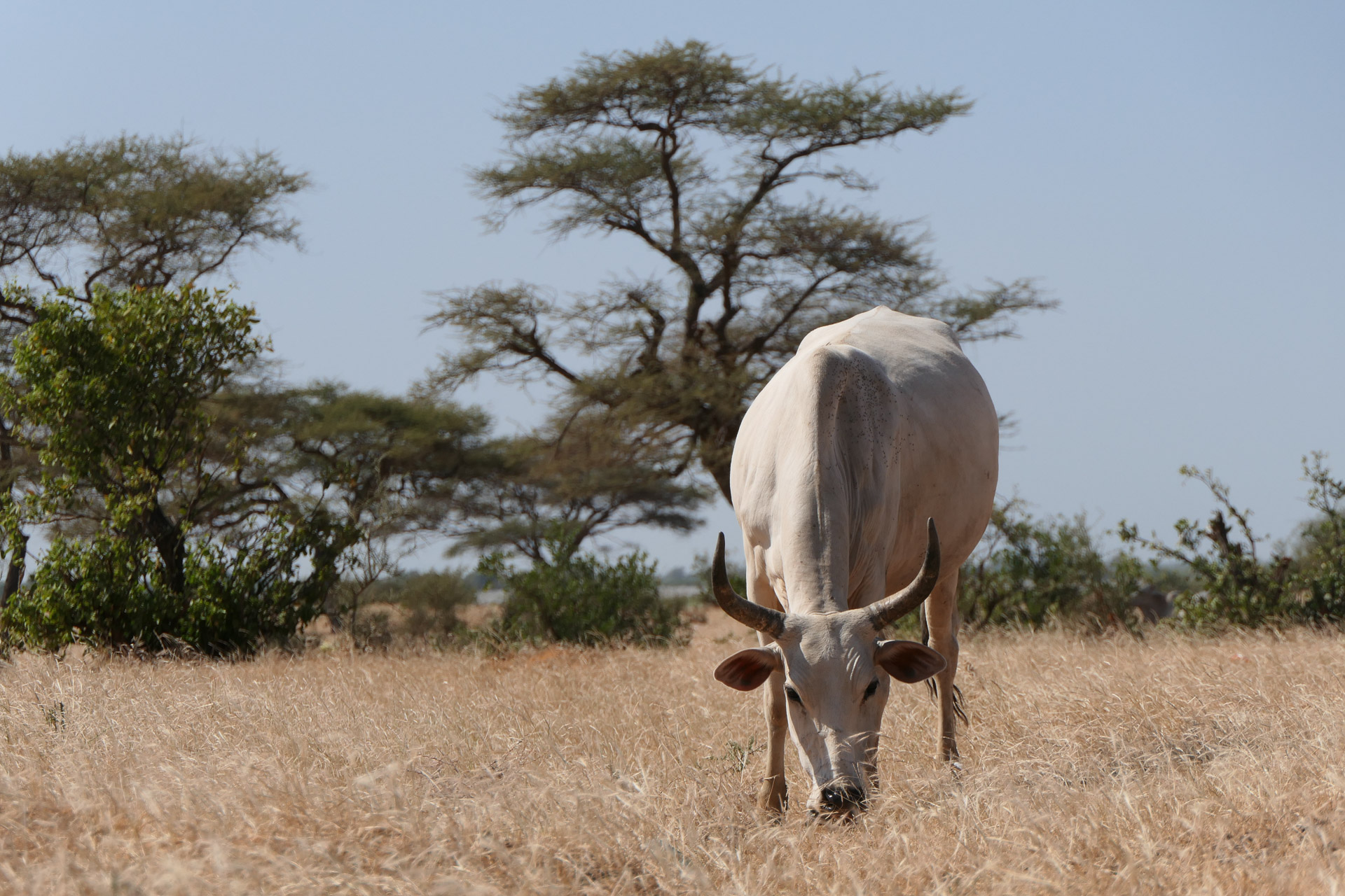 vache blanche au Sénégal