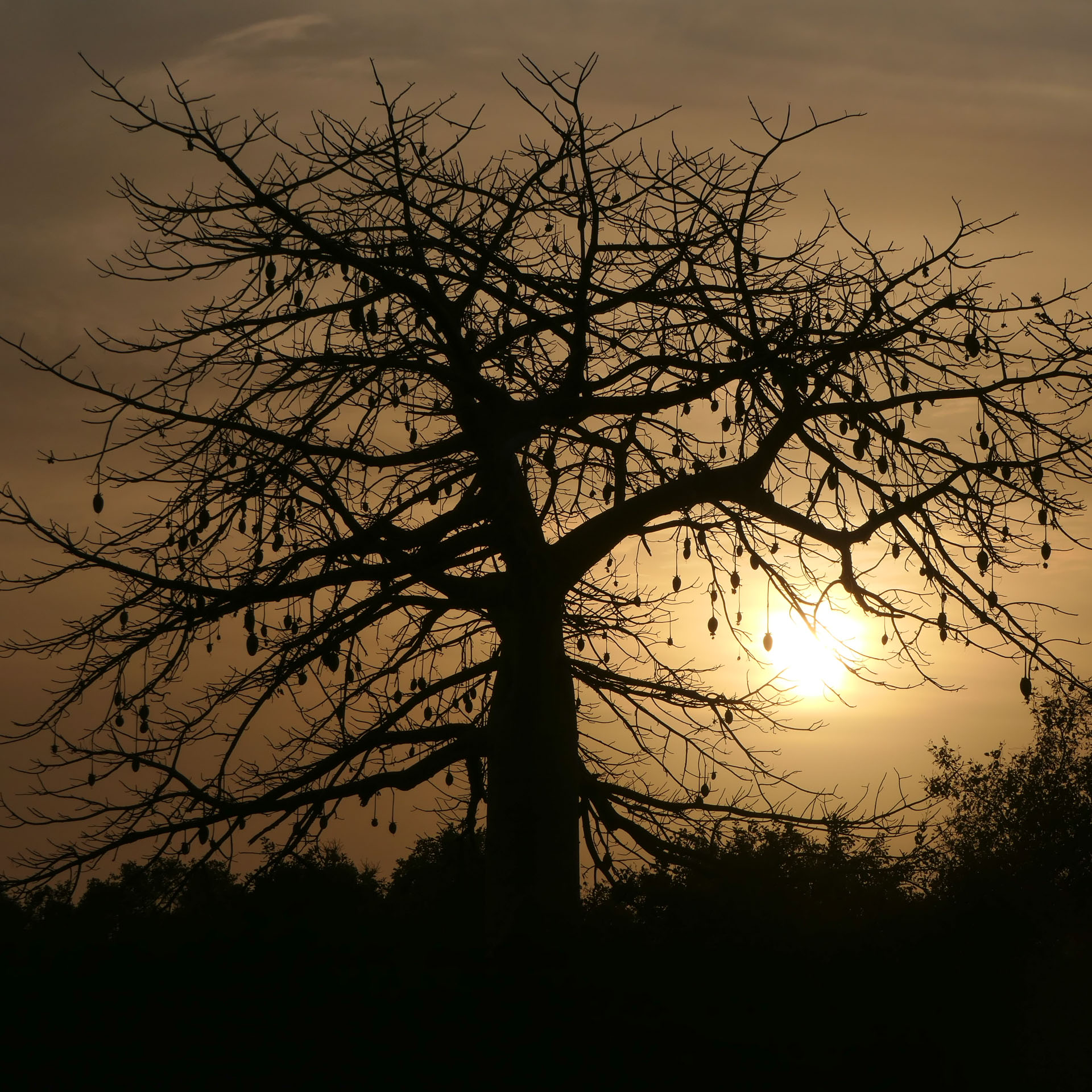 silhouette d'arbre au Sénégal