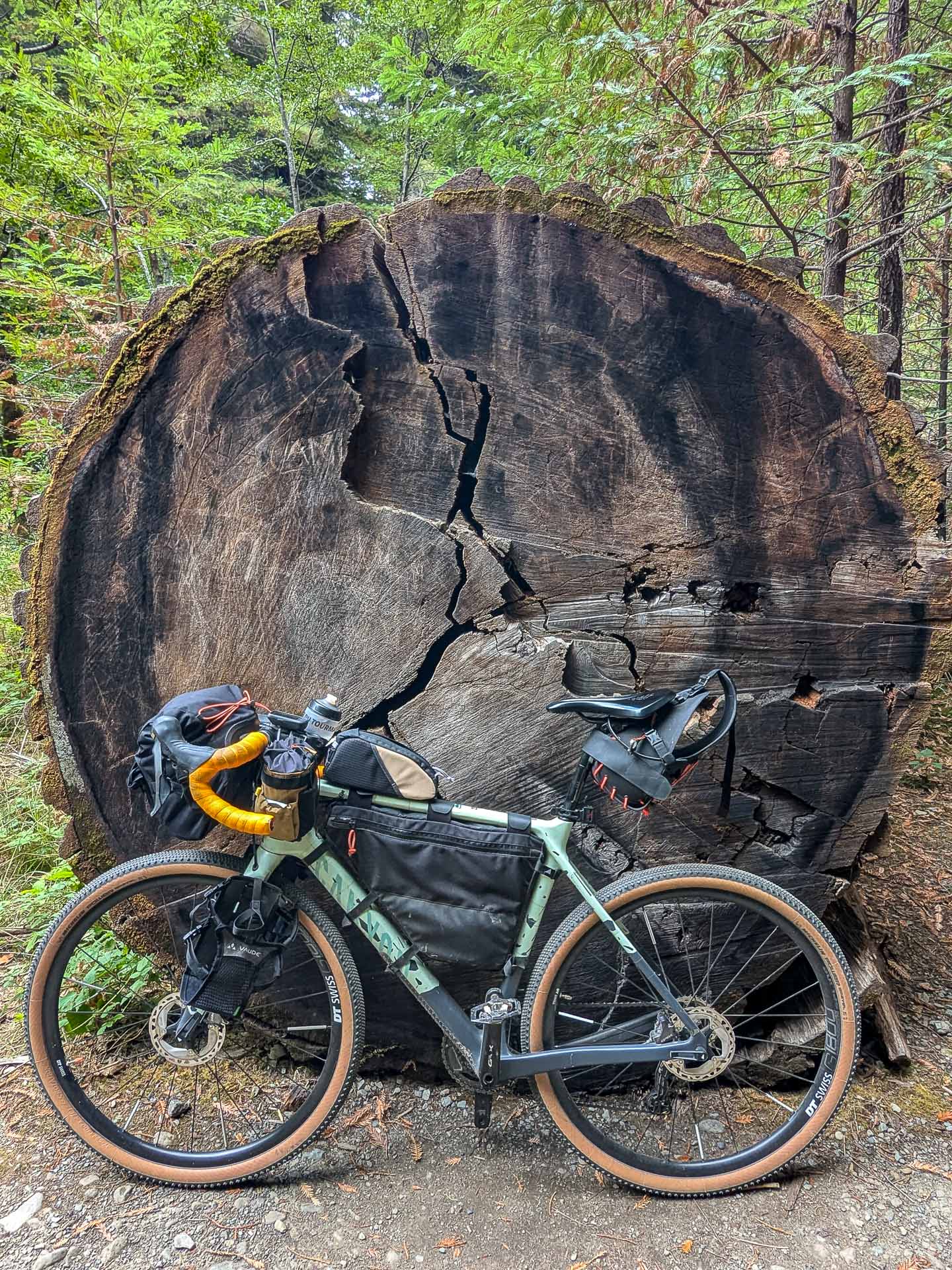 Comparaison vélo / séquoia