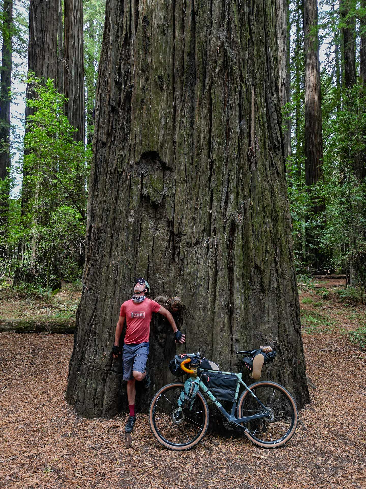 Avenue of the Giants, au sud d'Eureka. Route touristique, parallèle à la route 101