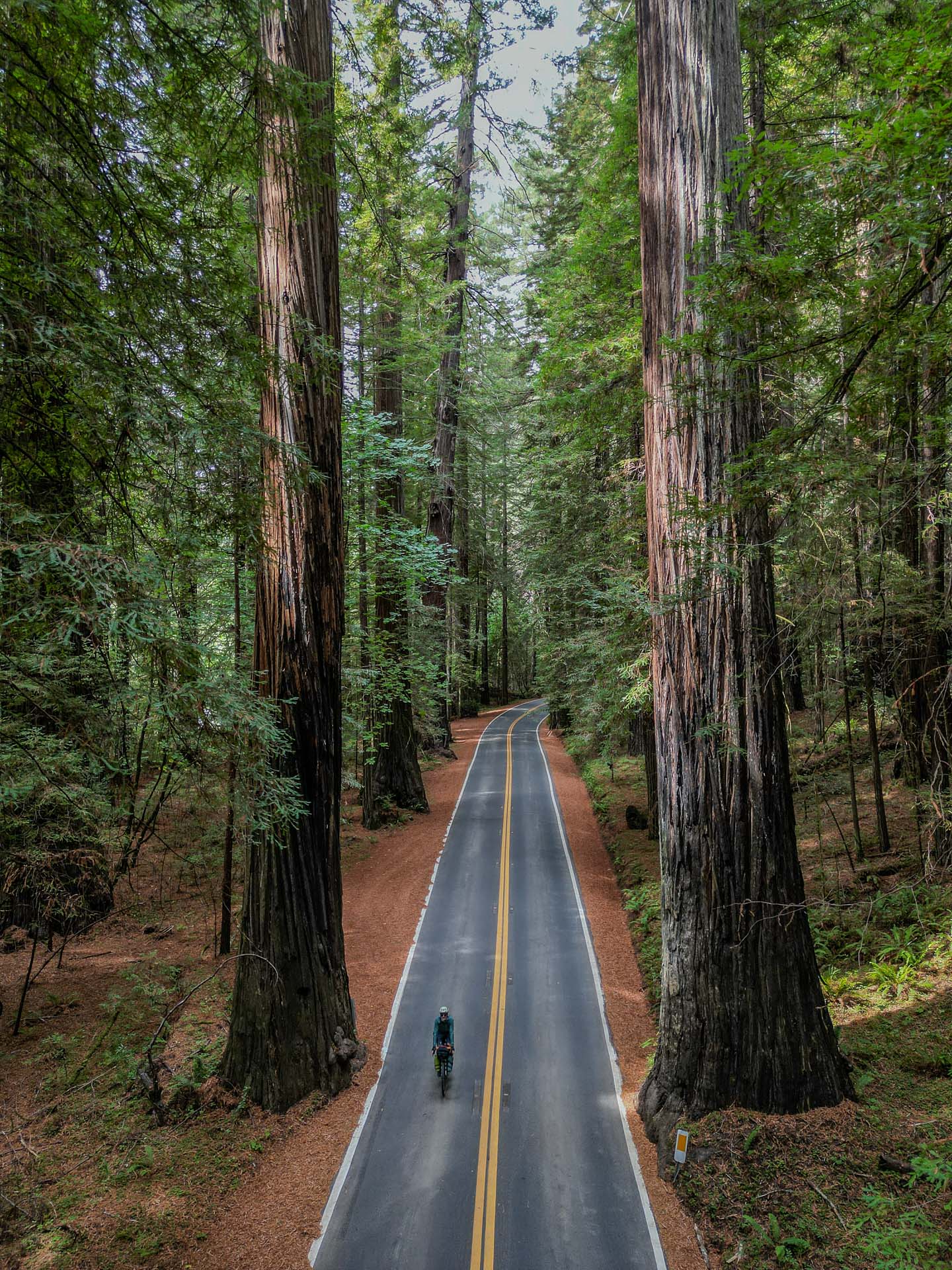 Avenue of the Giants, au sud d'Eureka. Route touristique, parallèle à la route 101